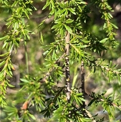 Kunzea ambigua at Orangeville, NSW - suppressed
