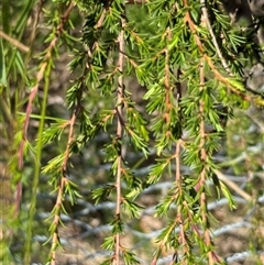 Kunzea ambigua at Orangeville, NSW - suppressed