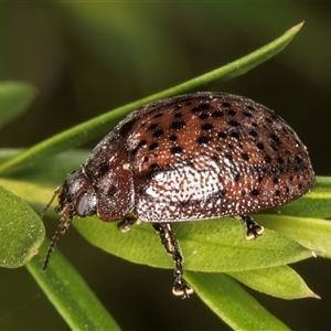 Trachymela sp. (genus) (Brown button beetle) at Dunlop, ACT - 19 Feb 2025 by kasiaaus