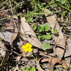 Goodenia hederacea subsp. hederacea (Ivy Goodenia, Forest Goodenia) at Majors Creek, NSW - 24 Feb 2025 by Csteele4