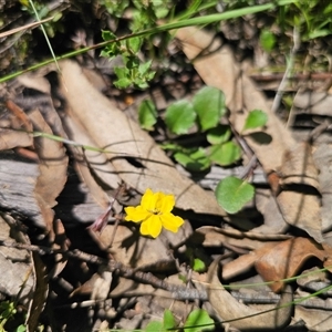 Goodenia hederacea subsp. hederacea at Majors Creek, NSW - 24 Feb 2025 12:54 PM