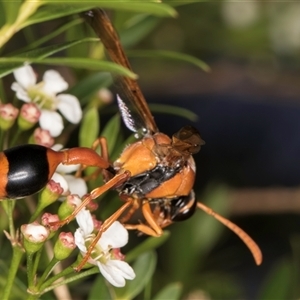 Delta bicinctum (Potter wasp) at Dunlop, ACT - 19 Feb 2025 by kasiaaus