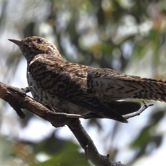 Cacomantis variolosus (Brush Cuckoo) at Kambah, ACT - 24 Feb 2025 by HelenCross