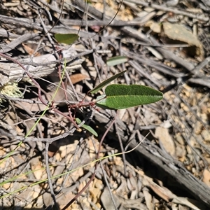 Hardenbergia violacea (False Sarsaparilla) at Bendoura, NSW - 24 Feb 2025 by Csteele4