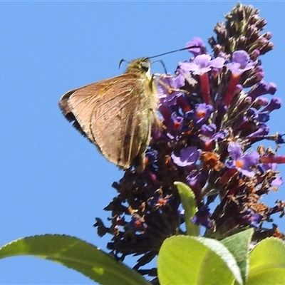 Hesperilla idothea (Flame Sedge-skipper) at Kambah, ACT - 24 Feb 2025 by HelenCross