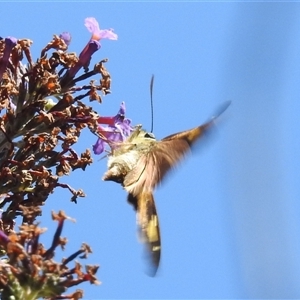 Hesperilla idothea at Kambah, ACT - 24 Feb 2025 11:34 AM