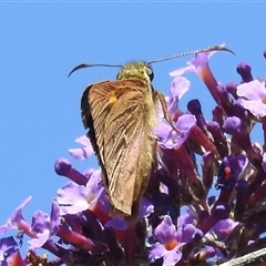 Hesperilla idothea at Kambah, ACT - 24 Feb 2025 11:34 AM