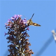 Hesperilla idothea at Kambah, ACT - 24 Feb 2025 11:34 AM