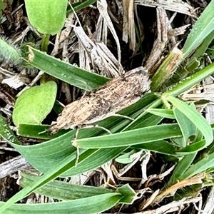 Faveria tritalis (Couchgrass Webworm) at Yarralumla, ACT - 9 Feb 2025 by KMcCue