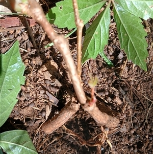 Parthenocissus quinquefolia (Virginia Creeper, Five-leaved Ivy) at Watson, ACT - 24 Feb 2025 by MPW