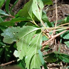 Parthenocissus quinquefolia at Watson, ACT - 24 Feb 2025 10:44 AM