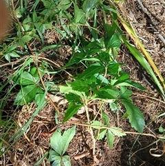 Parthenocissus quinquefolia at Watson, ACT - 24 Feb 2025 10:44 AM