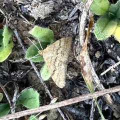 Scopula rubraria (Reddish Wave, Plantain Moth) at Yarralumla, ACT - 23 Feb 2025 by KMcCue