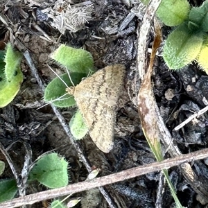 Scopula rubraria (Reddish Wave, Plantain Moth) at Yarralumla, ACT - 23 Feb 2025 by KMcCue