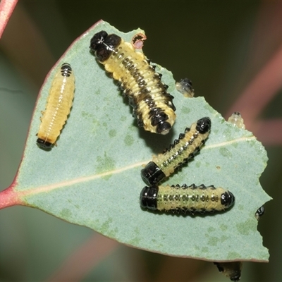 Paropsis atomaria (Eucalyptus leaf beetle) at Hawker, ACT - 23 Feb 2025 by AlisonMilton