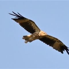 Haliastur sphenurus (Whistling Kite) at Fyshwick, ACT - Today by Thurstan