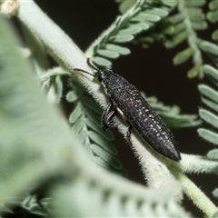 Rhinotia sparsa (A belid weevil) at Hawker, ACT - 23 Feb 2025 by AlisonMilton