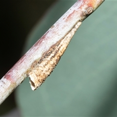 Chaetophyes compacta (Tube spittlebug) at Hawker, ACT - 23 Feb 2025 by AlisonMilton