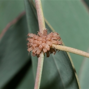 Paropsis atomaria (Eucalyptus leaf beetle) at Hawker, ACT - 23 Feb 2025 by AlisonMilton