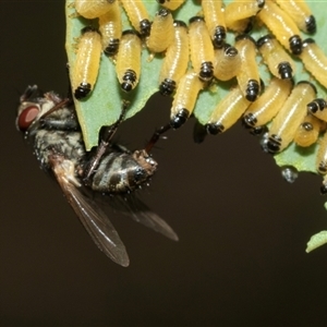 Unidentified Bristle Fly (Tachinidae) at Hawker, ACT - 23 Feb 2025 by AlisonMilton