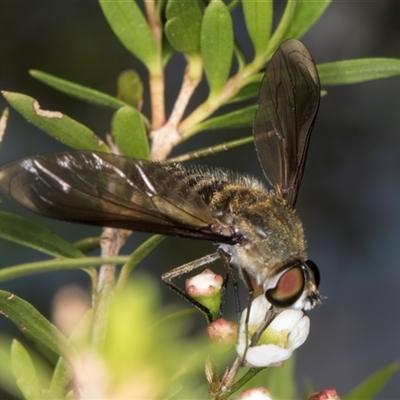 Comptosia sp. (genus) (Unidentified Comptosia bee fly) at Dunlop, ACT - 19 Feb 2025 by kasiaaus