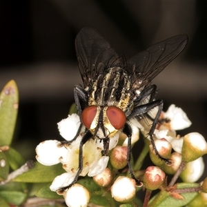 Sarcophagidae (family) (Unidentified flesh fly) at Dunlop, ACT - 19 Feb 2025 by kasiaaus