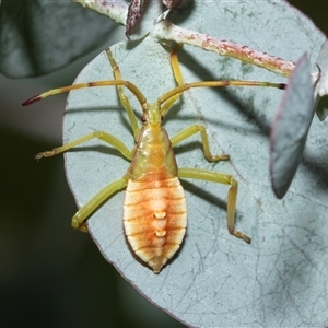 Amorbus sp. (genus) (Eucalyptus Tip bug) at Hawker, ACT - 23 Feb 2025 by AlisonMilton