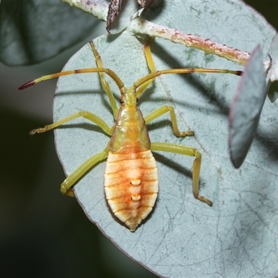 Amorbus (genus) (Eucalyptus Tip bug) at Hawker, ACT - 23 Feb 2025 by AlisonMilton