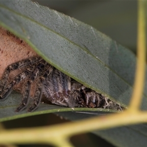 Isopeda or Isopedella sp. (genus) (Huntsman) at Dunlop, ACT - 19 Feb 2025 by kasiaaus