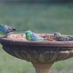 Psephotus haematonotus (Red-rumped Parrot) at Macarthur, ACT - 24 Feb 2025 by RodDeb