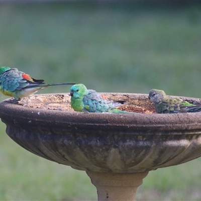 Psephotus haematonotus (Red-rumped Parrot) at Macarthur, ACT - 24 Feb 2025 by RodDeb