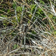 Tasmanicosa sp. (genus) (Tasmanicosa wolf spider) at Geehi, NSW - 21 Feb 2025 by Philip