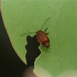 Aporocera sp. (genus) (Unidentified Aporocera leaf beetle) at Hawker, ACT - 23 Feb 2025 by AlisonMilton