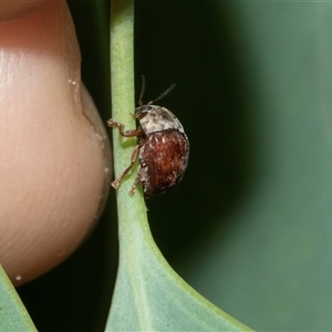 Ditropidus sp. (genus) (Leaf beetle) at Hawker, ACT - 23 Feb 2025 by AlisonMilton