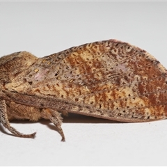 Elhamma australasiae (A Swift or Ghost moth (Hepialidae)) at Lawson, ACT - 23 Feb 2025 by TimL