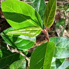 Viburnum tinus (Laurustinus) at Watson, ACT - Yesterday by MPW