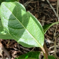 Viburnum tinus at Watson, ACT - Yesterday 11:04 AM