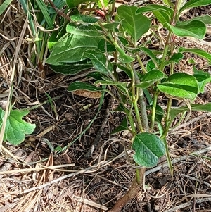 Viburnum tinus at Watson, ACT - Yesterday 11:04 AM