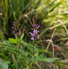 Glycine clandestina (Twining Glycine) at Northangera, NSW - 24 Feb 2025 by Csteele4