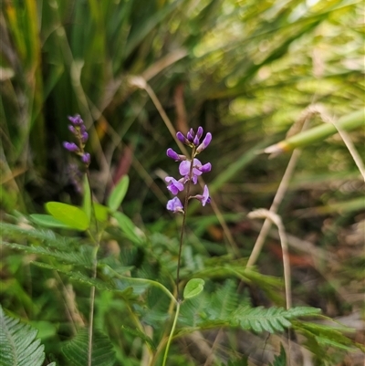 Glycine clandestina (Twining Glycine) at Northangera, NSW - 24 Feb 2025 by Csteele4