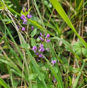 Glycine clandestina at Northangera, NSW - 24 Feb 2025 03:09 PM