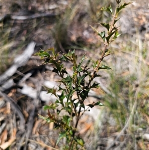 Podolobium ilicifolium (prickly shaggy-pea) at Bendoura, NSW - 24 Feb 2025 by Csteele4