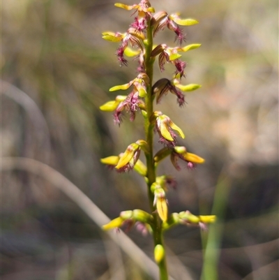 Corunastylis fimbriata (Fringed Midge Orchid) by Csteele4