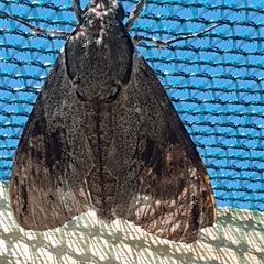 Psilogramma casuarinae (Privet Hawk Moth) at Wangaratta, VIC - 24 Feb 2025 by smarsh24