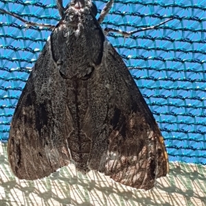 Psilogramma casuarinae at Wangaratta, VIC - suppressed