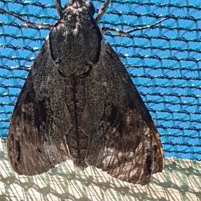 Psilogramma casuarinae (Privet Hawk Moth) at Wangaratta, VIC - 24 Feb 2025 by smarsh24