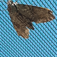 Psilogramma casuarinae at Wangaratta, VIC - suppressed