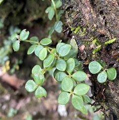 Peperomia tetraphylla (Four-leaved Peperomia) at Never Never, NSW - 12 Sep 2024 by Tapirlord