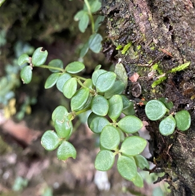 Peperomia tetraphylla (Four-leaved Peperomia) at Never Never, NSW - 12 Sep 2024 by Tapirlord