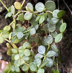 Peperomia tetraphylla at Never Never, NSW - 12 Sep 2024 05:11 PM